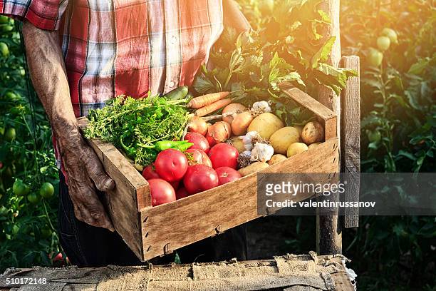 alter mann hält hölzerne korb mit frischem gemüse - harvest table stock-fotos und bilder