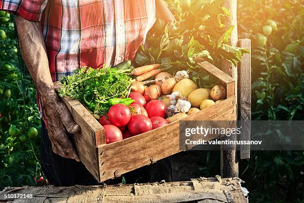 vieil homme tenant boîte en bois avec des légumes frais - panier legumes photos et images de collection