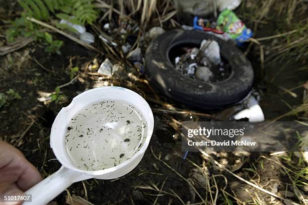 Dechenne Cecil, a vector control technician with San Bernardino County, scoops up mosquito larvae growing inside a tire in a pool of water as she...