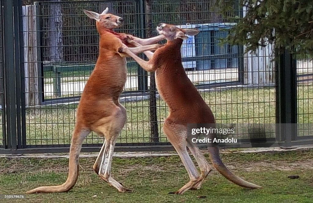 Kangaroos "boxing" at zoo in Turkey's Bursa