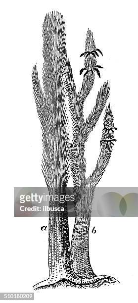 antikes illustration sigillaria brownii und sigillaria elegans - elegans stock-grafiken, -clipart, -cartoons und -symbole