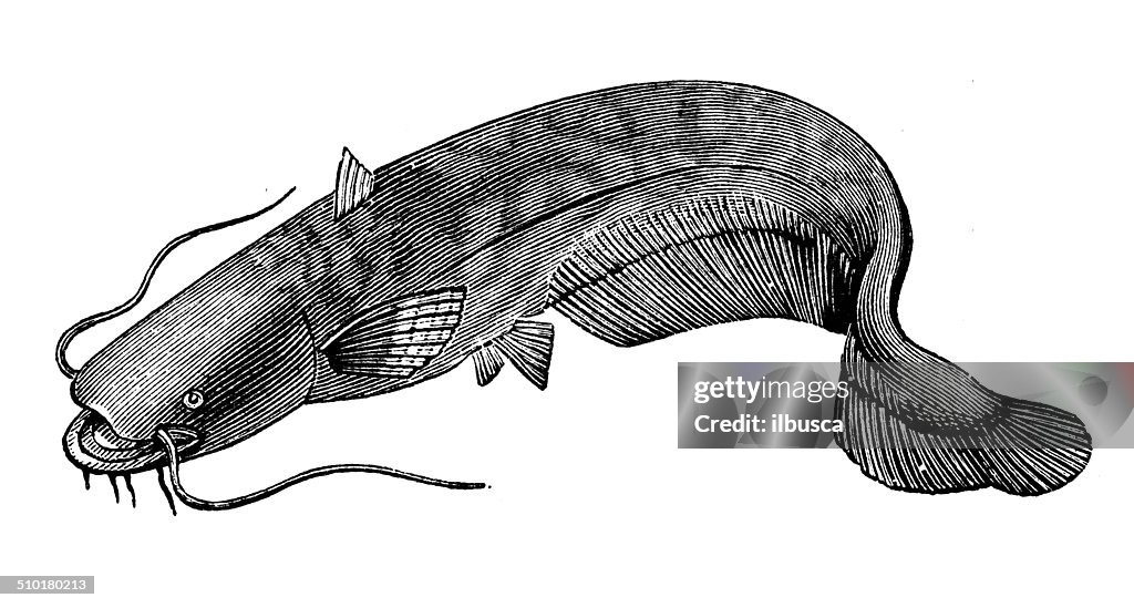 Antique illustration of wels catfish (Silurus glanis) or sheatfish