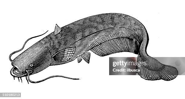 antique illustration of wels catfish (silurus glanis) or sheatfish - silurus glanis stock illustrations