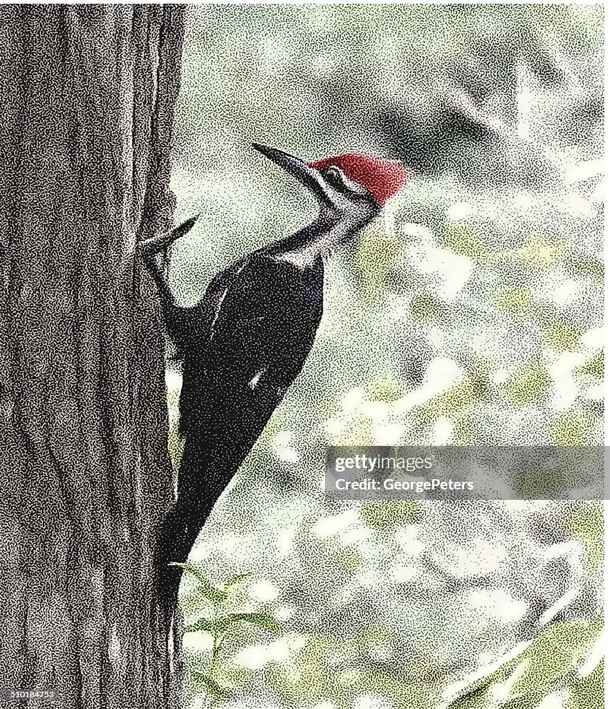 Pileated Woodpecker