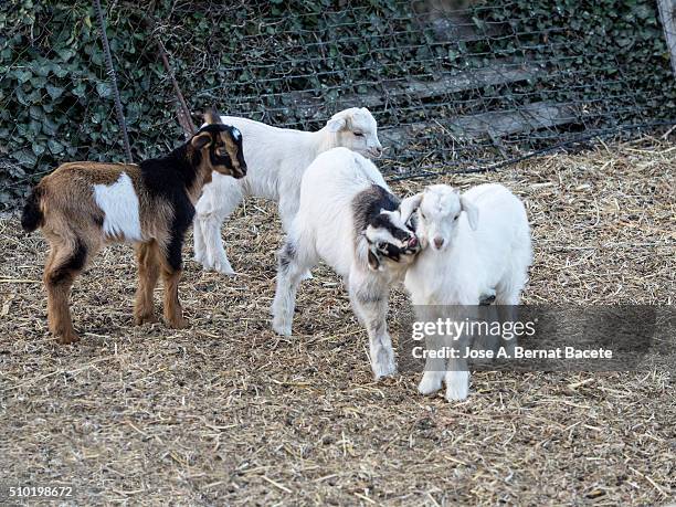 group of goats and young sheeps playing - goat pen stock pictures, royalty-free photos & images