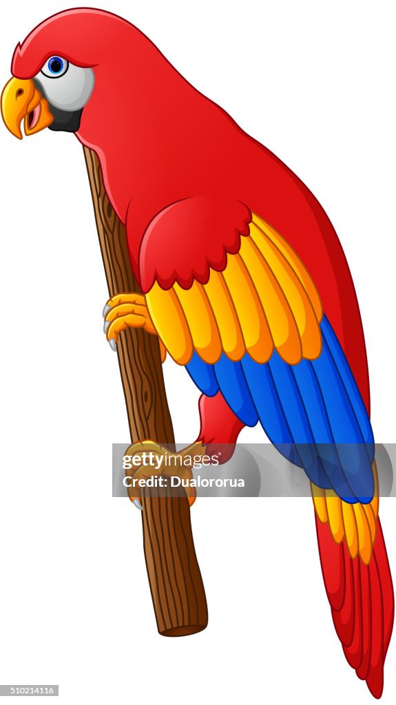 Cute Parrot Cartoon Posing High-Res Vector Graphic - Getty Images