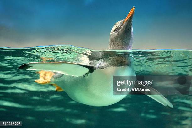 gentoo penguin in water - antarctica underwater stock pictures, royalty-free photos & images