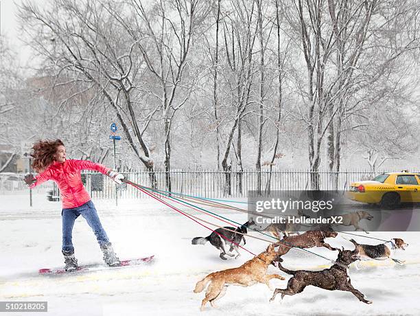 woman on snowboard getting pulled by dogs - animal sledding fotografías e imágenes de stock