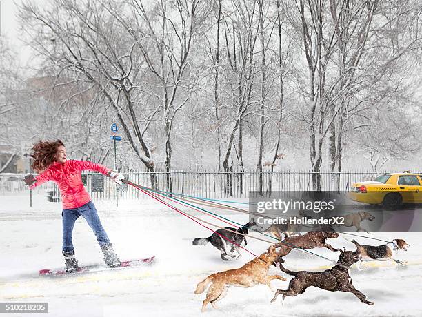 woman on snowboard getting pulled by dogs - trenó puxado por cães imagens e fotografias de stock