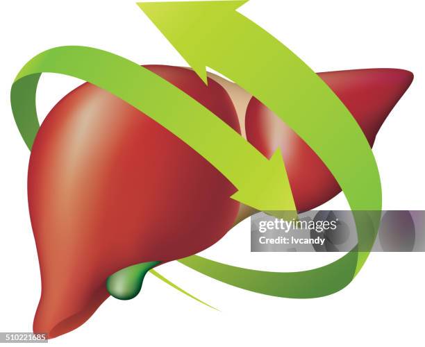 protect liver - liver offal stock illustrations