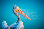Close up of pelican on a blue water background