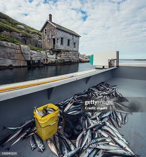 sambro island mackerel - atlantic mackerel stock pictures, royalty-free photos & images