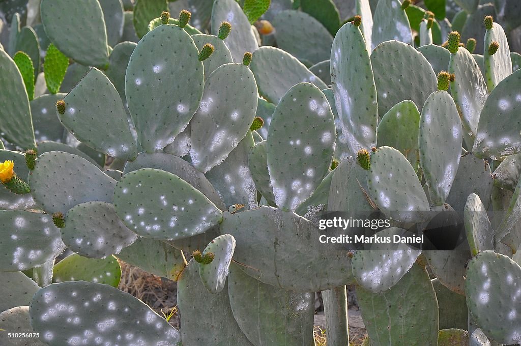 Opuntia Cactus