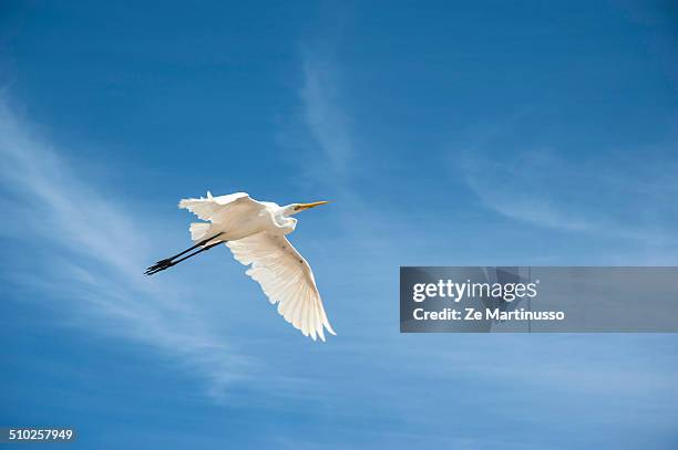 egret - rio ave stock pictures, royalty-free photos & images