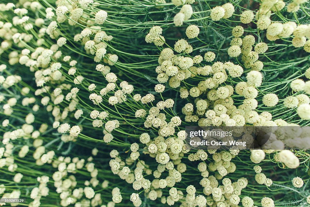 Close up of plants