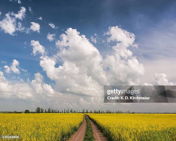 a path through a field of bright yellow canola. - saskatoon stock pictures, royalty-free photos & images