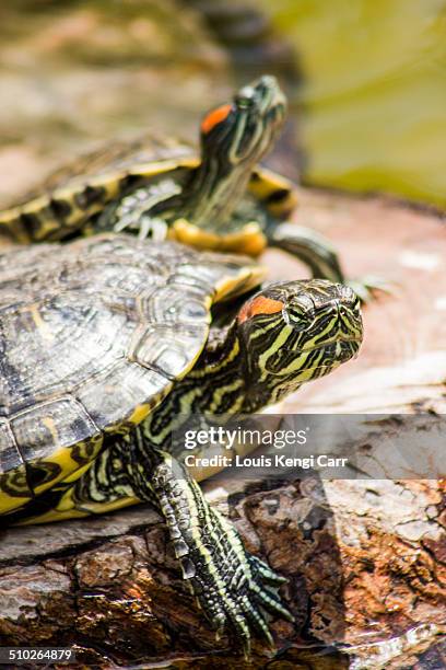 Ohio Turtle Rocks 1,449 Turtles Rocks Stock Photos, High-Res Pictures, and Images - Getty ...