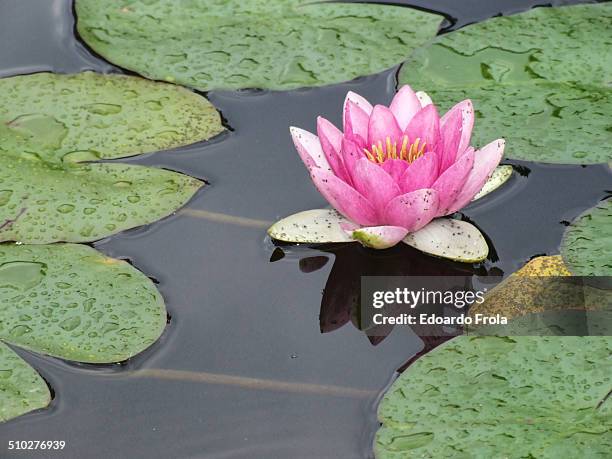 Water lily with rose petals surrounded by green leaves. Gardens of Villa Melzi, Bellagio, Como Lake, Italy