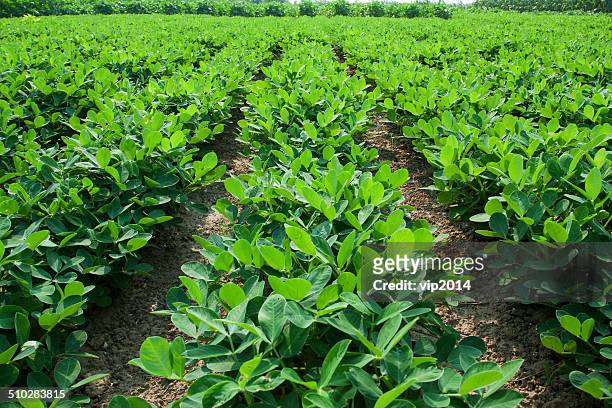 peanut fields - peanut crop stock pictures, royalty-free photos & images