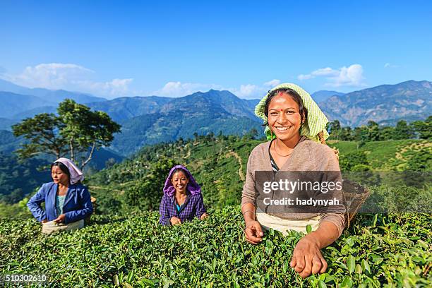 indian musiker plucking teeblätter in der darjeeling, indien - tea plantation stock-fotos und bilder