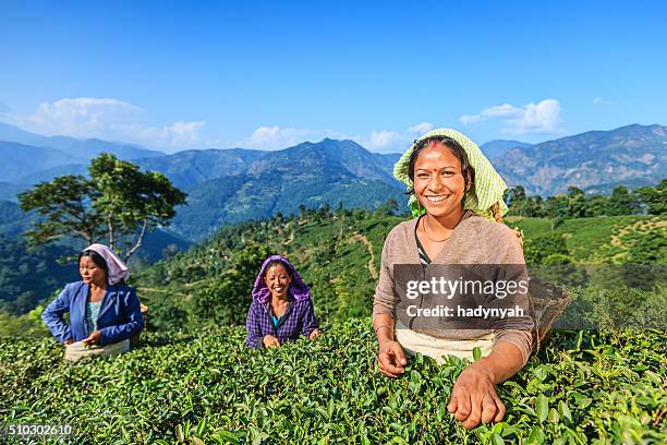 indian pickers plucking tea leaves in darjeeling, india - india tea plantation stockfoto's en -beelden