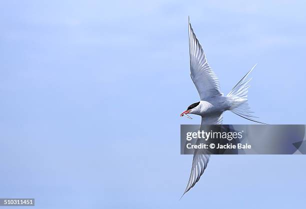 arctic tern - jackie delgado - fotografias e filmes do acervo