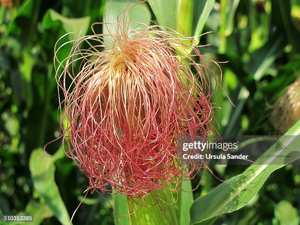 Female Inflorescence Maize Inflorescence Photos and Premium High Res Pictures - Getty Images