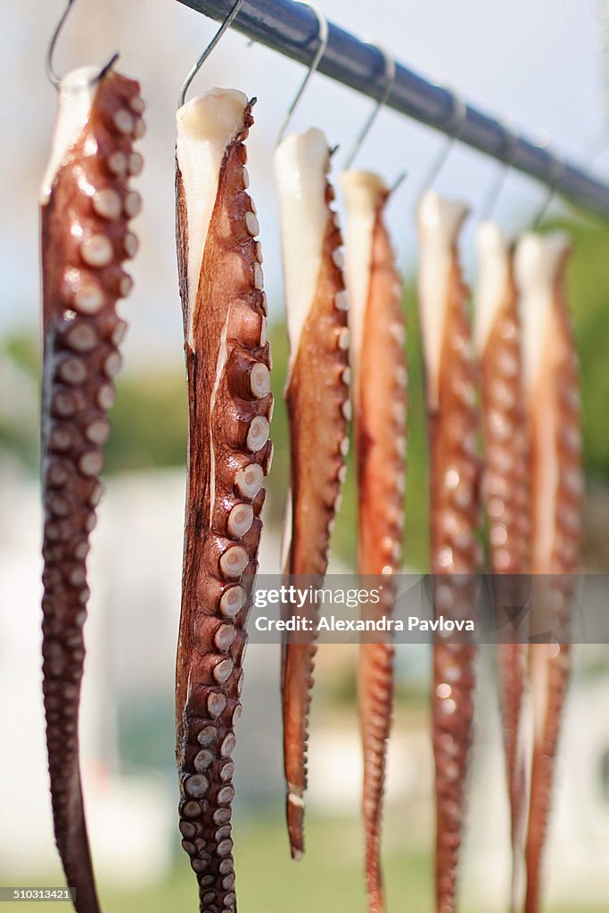 Drying octopus, island of Thassos, Greece