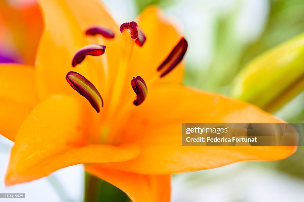 Orange Lily flower