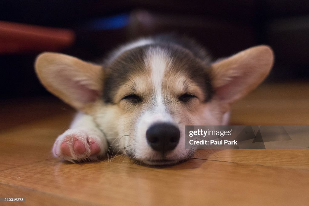 Pembroke Welsh Corgi Puppy Sleeping