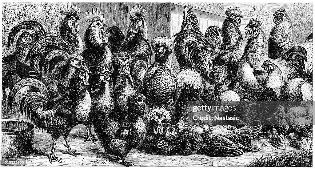 Poultry breeds