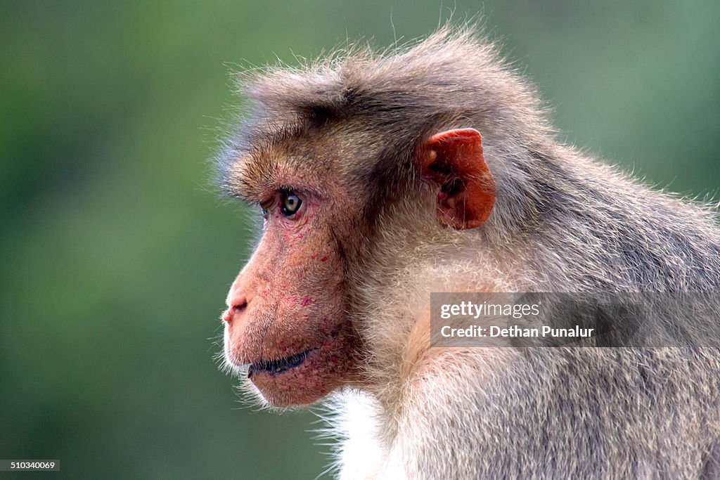 Monkey close up