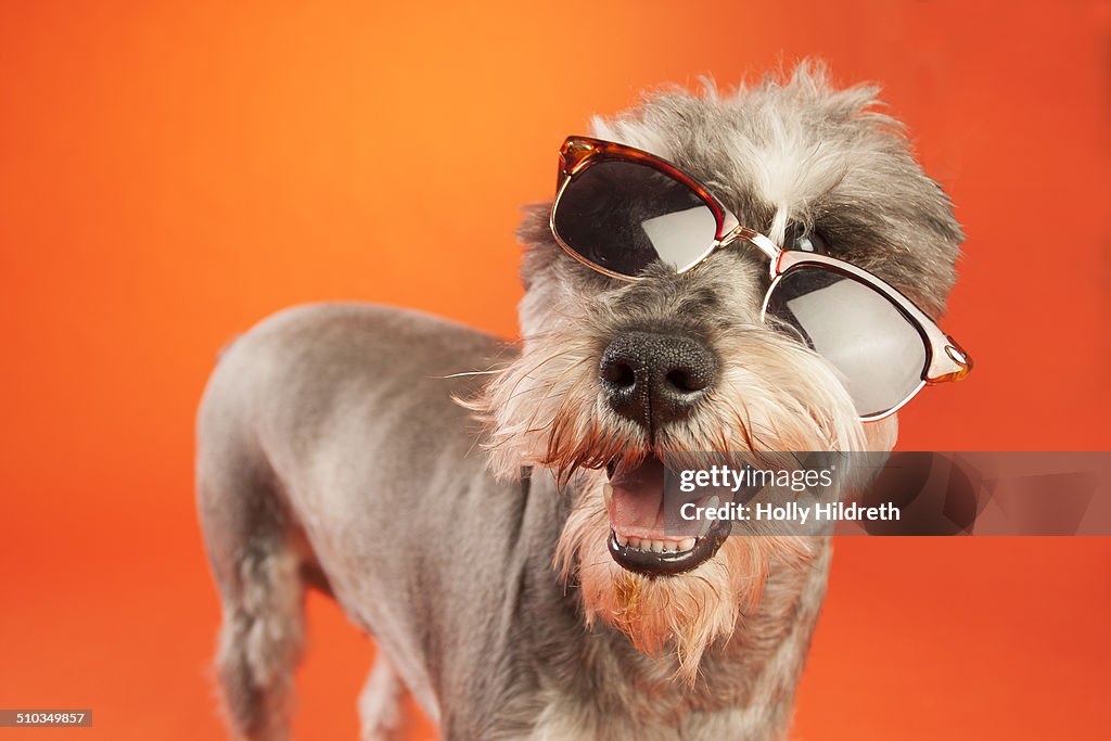 Schnauzer in sunglasses