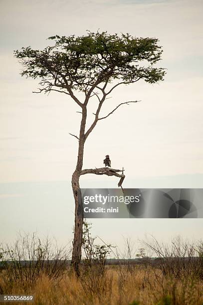 eagle sitting in a tree - kalahari stockfoto's en -beelden