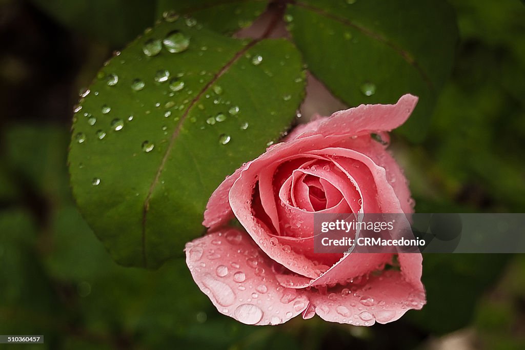 Rose in the rain