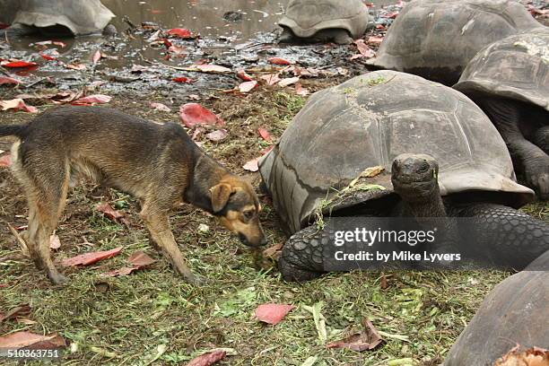 dog meets giant tortoise - セイシェルリクガメ ストックフォトと画像