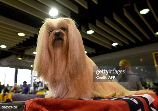 Lhasa Apso is groomed in the benching area February 15, 2016 in New York during the first day of competition at the Westminster Kennel Club 140th...