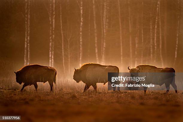 european bison - bison stock-fotos und bilder