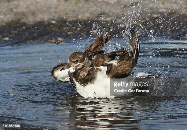 bathing ruddy turnstone (arenaria interpres) - wadden sea stock pictures, royalty-free photos & images
