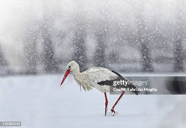 white stork - stork stock-fotos und bilder