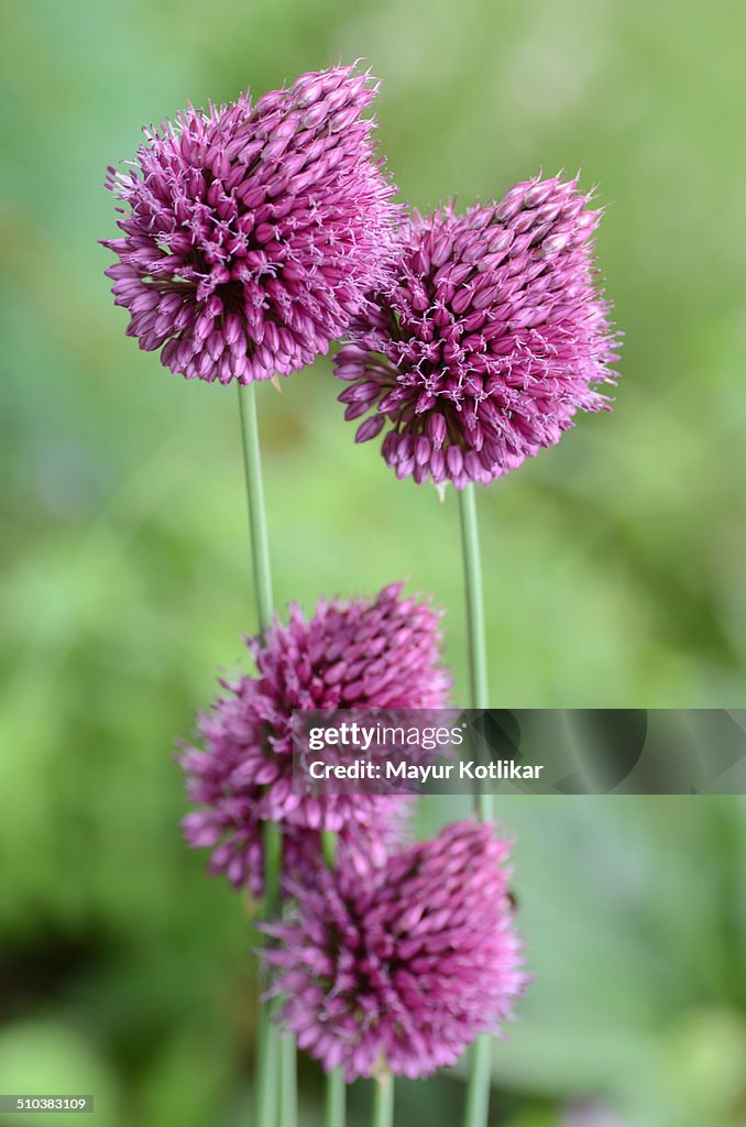 Allium sphaerocephalon