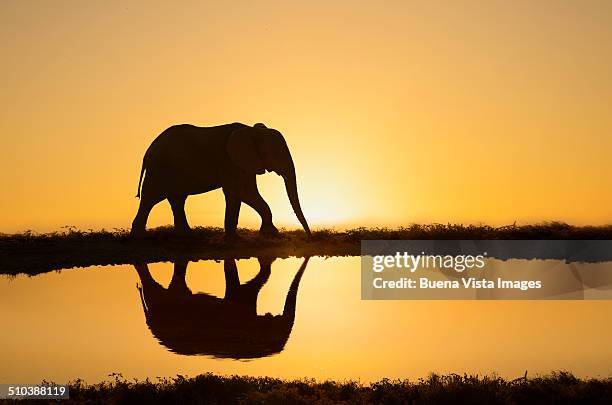 elephant reflecting in  a pond at sunset - african elephants sunset stock pictures, royalty-free photos & images