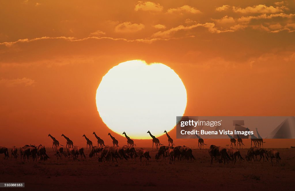 Giraffes  at sunset in Etosha National Park