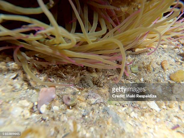 snakelocks anemone - iñaki respaldiza stock-fotos und bilder