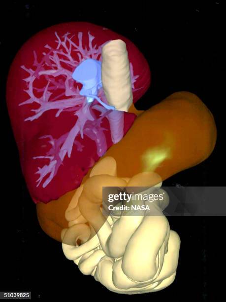 High Resolution Three-Dimensional Image Displays A Human Liver , Veins, The Inferior Vena Cava , Esophagus, Stomach , And The Small Intestine . This...