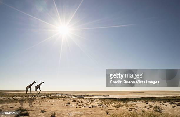 giraffes under sunshine in desert - afrika landschaft stock-fotos und bilder