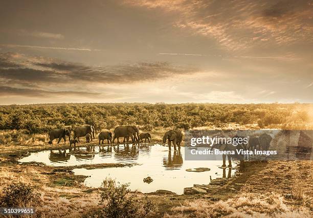elephants drinking at a pond - etosha nationaal park stockfoto's en -beelden