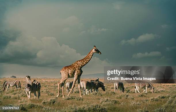 giraffe and zebras in etosha national park - mountain zebra nationalpark stock-fotos und bilder