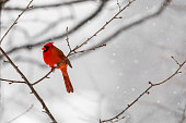 Male Northern Cardinal (Cardinalis cardinalis) In a Blizzard
