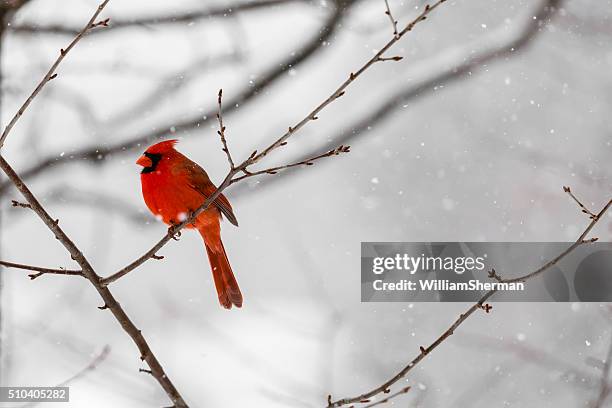 male northern cardinal (cardinalis cardinalis) in a blizzard - cardinal bird stock pictures, royalty-free photos & images